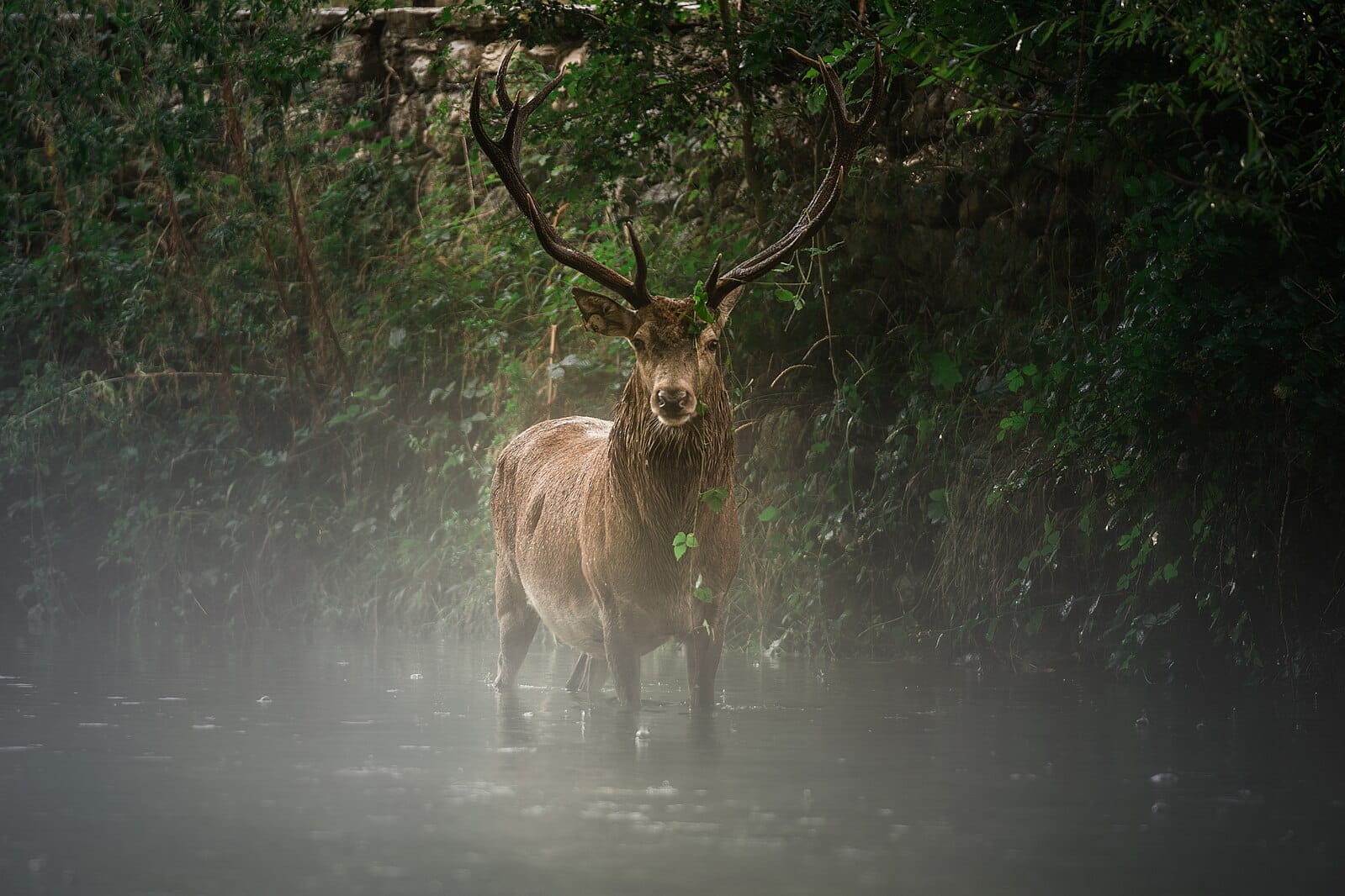  A Deer Through the Mist