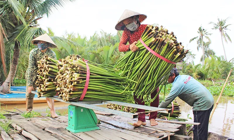 Lục bình “lên đời”